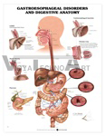 Gastroesophageal Disorders and Digestive Anatomy Anatomical Chart, 2nd Edition